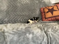 Cookie , a male Chihuahua for sale in Flora, IN – 8 of 9