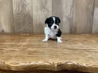 AKC Sweetheart , a female Chihuahua for sale in Flora, IN – 3 of 7
