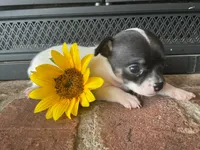 Sunflower , a female Chihuahua for sale in Flora, IN – 2 of 5