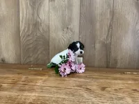 AKC Sunflower , a female Chihuahua for sale in Flora, IN – 5 of 7