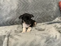 Sam, a male Chihuahua for sale in Flora, IN – 3 of 8