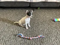 Buster, a male Chihuahua for sale in Flora, IN – 6 of 10