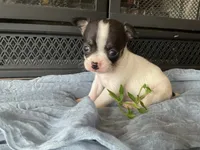 Buster, a male Chihuahua for sale in Flora, IN – 2 of 6