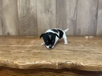 AKC Lance, a male Chihuahua for sale in Flora, IN – 5 of 7