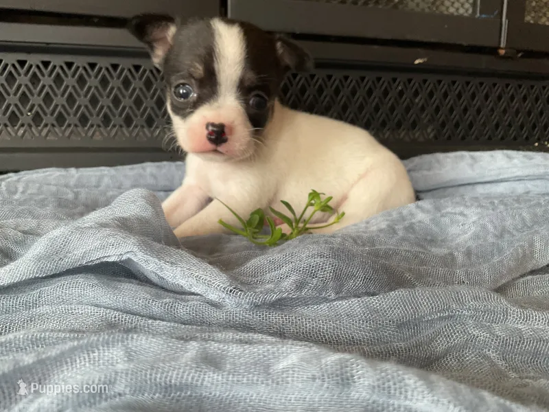 Buster – Chihuahua puppy for sale in Flora, IN