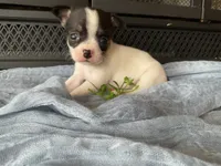 Buster, a male Chihuahua for sale in Flora, IN – 1 of 6