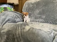 Shark, a male Chihuahua for sale in Flora, IN – 8 of 8