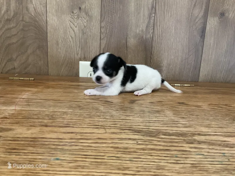 AKC Lego – Chihuahua puppy for sale in Flora, IN
