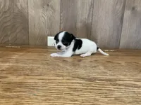 AKC Lego, a male Chihuahua for sale in Flora, IN – 1 of 7