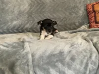 Sam, a male Chihuahua for sale in Flora, IN – 8 of 8