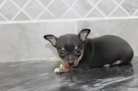 Oscar, a male Chihuahua for sale in Flora, IN – Photo 1 of 8