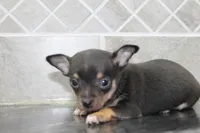 Oscar, a male Chihuahua for sale in Flora, IN – Photo 4 of 8