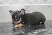 Oscar, a male Chihuahua for sale in Flora, IN – Photo 3 of 8