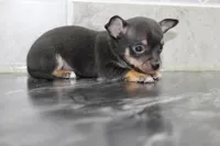 Oscar, a male Chihuahua for sale in Flora, IN – Photo 7 of 8