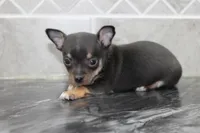 Oscar, a male Chihuahua for sale in Flora, IN – Photo 2 of 8