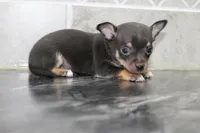 Oscar, a male Chihuahua for sale in Flora, IN – Photo 6 of 8