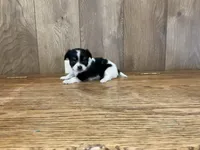 AKC Sweetheart , a female Chihuahua for sale in Flora, IN – 5 of 7