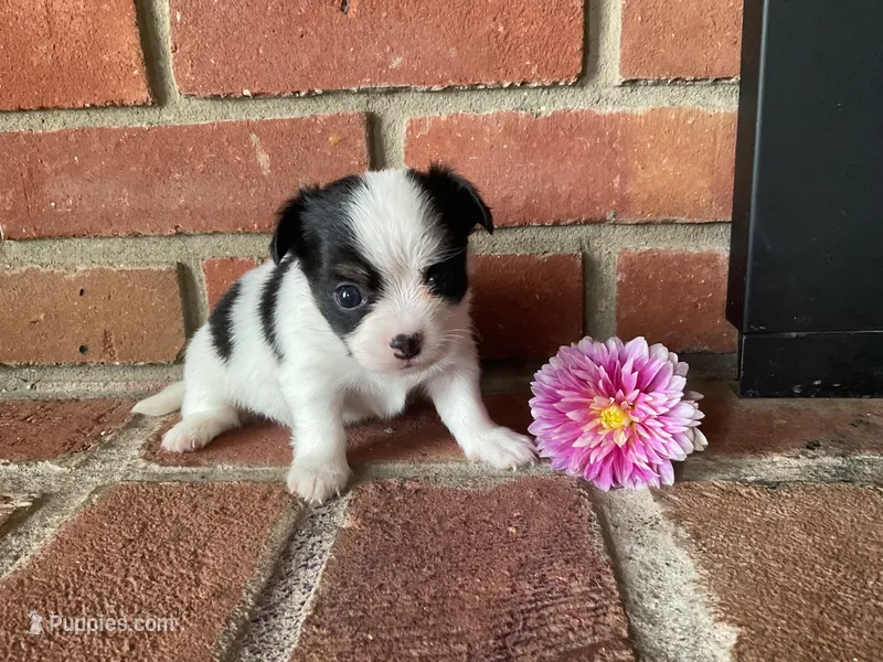 Dahlia  – Chihuahua puppy for sale in Flora, IN