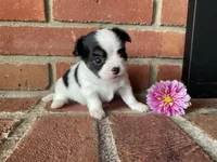 Dahlia , a female Chihuahua for sale in Flora, IN – 4 of 6