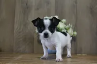 Trex AKC, a male Chihuahua for sale in Flora, IN – 5 of 8