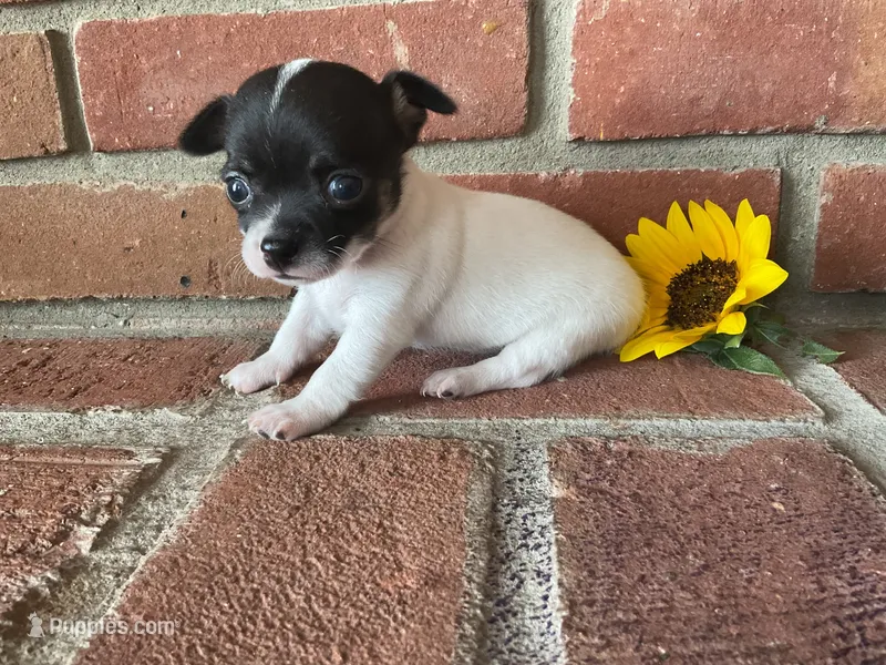 Sunflower  – Chihuahua puppy for sale in Flora, IN