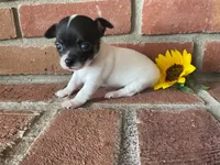 Sunflower , a female Chihuahua for sale in Flora, IN – 1 of 5
