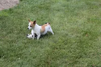 Sunflower ON HOLD, a female Chihuahua for sale in Flora, IN – 7 of 7