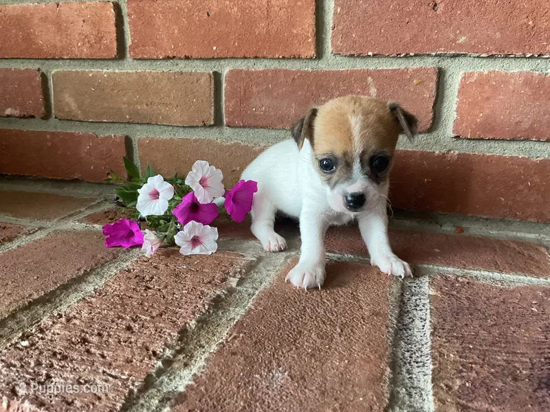 Petunia  – Chihuahua puppy for sale in Flora, IN