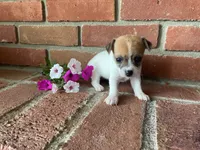 Petunia , a female Chihuahua for sale in Flora, IN – 1 of 5