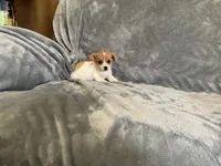 Shark, a male Chihuahua for sale in Flora, IN – 2 of 8