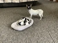 AKC Sweetheart , a female Chihuahua for sale in Flora, IN – 6 of 7