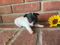 Sunflower , a female Chihuahua for sale in Flora, IN – 4 of 5