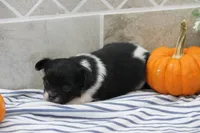 Fluffy, a male Chihuahua for sale in Flora, IN – 3 of 6
