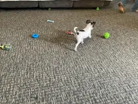 Buster, a male Chihuahua for sale in Flora, IN – 8 of 10