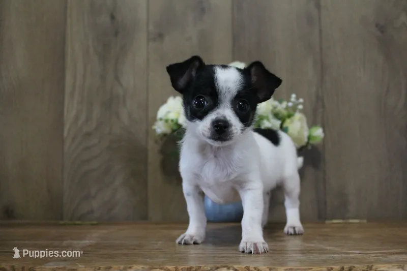 Trex AKC – Chihuahua puppy for sale in Flora, IN