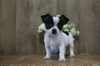 Trex AKC, a male Chihuahua for sale in Flora, IN – 1 of 8