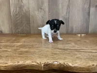 AKC Lance, a male Chihuahua for sale in Flora, IN – 2 of 7