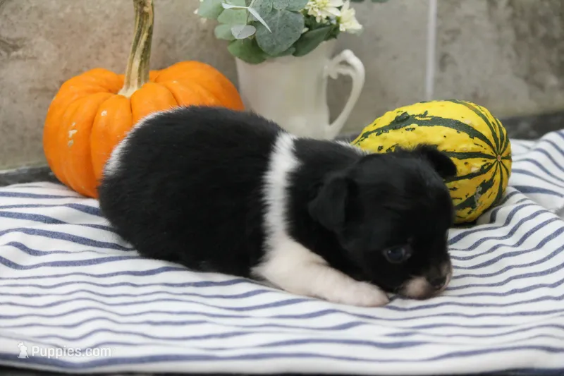 Fluffy – Chihuahua puppy for sale in Flora, IN