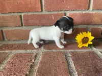 Sunflower , a female Chihuahua for sale in Flora, IN – 3 of 5