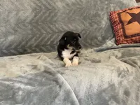 Sam, a male Chihuahua for sale in Flora, IN – 2 of 8