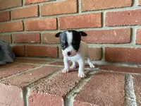 Buster, a male Chihuahua for sale in Flora, IN – 3 of 6