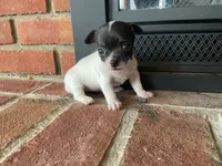 Sunflower , a female Chihuahua for sale in Flora, IN – 5 of 5
