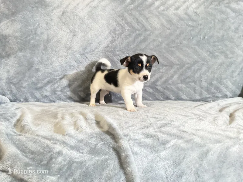 Cookie  – Chihuahua puppy for sale in Flora, IN
