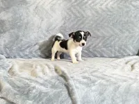 Cookie , a male Chihuahua for sale in Flora, IN – 1 of 9