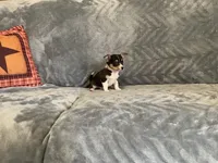 Muffin, a male Chihuahua for sale in Flora, IN – 5 of 7
