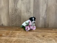 AKC Sunflower , a female Chihuahua for sale in Flora, IN – 2 of 7