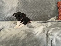 Sam, a male Chihuahua for sale in Flora, IN – 6 of 8