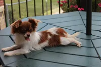 Dahlia ON HOLD, a female Chihuahua for sale in Flora, IN – 7 of 8