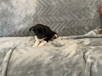 Sam, a male Chihuahua for sale in Flora, IN – 7 of 8