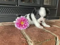 Dahlia , a female Chihuahua for sale in Flora, IN – 5 of 6